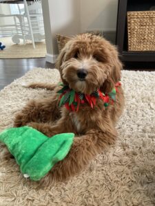 Ohio Golden Doodles