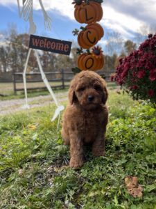 Ohio Golden Doodles