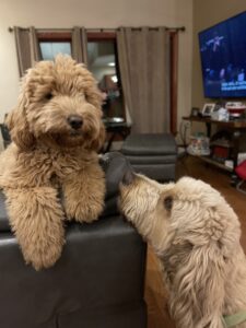 Ohio Golden Doodles