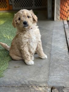 Ohio Golden Doodles