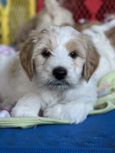 Ohio Golden Doodles