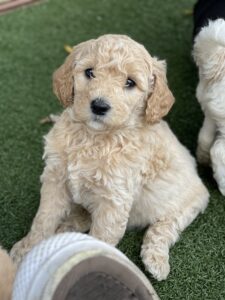 Ohio Golden Doodles