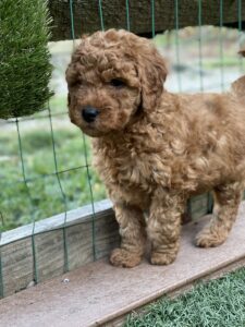 Ohio Golden Doodles