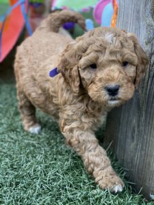 Ohio Golden Doodles