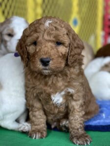 Ohio Golden Doodles