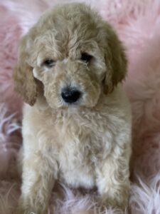 Ohio Golden Doodles