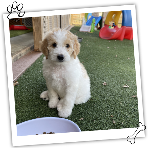 Ohio Golden Doodles