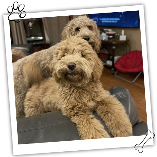 Ohio Golden Doodles