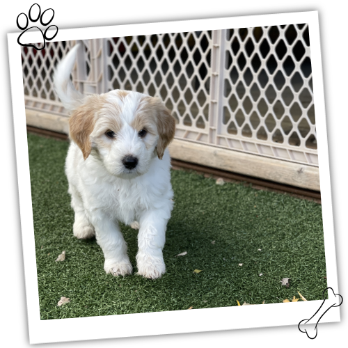 Ohio Golden Doodles